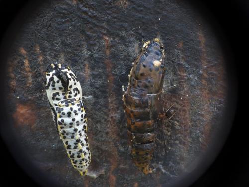 Aporia crataegi